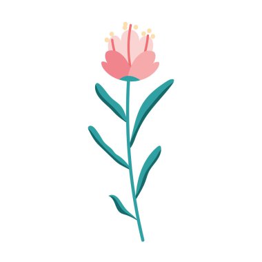 Güzellik Pembe çiçek