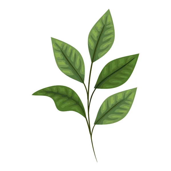 Branche mignonne avec des feuilles — Image vectorielle