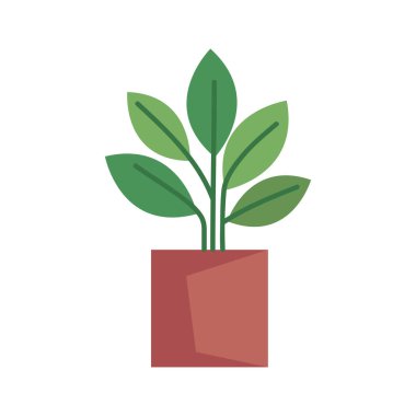 Seramik tencerede houseplant