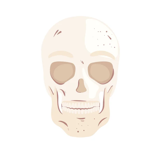 Squelette tête avant — Image vectorielle