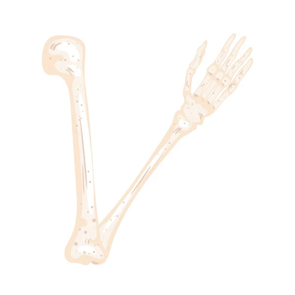 뼈로 된 팔 뼈 — 스톡 벡터