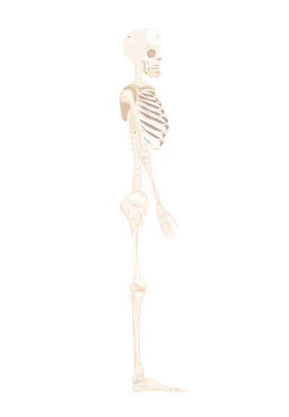 Pozycja boczna szkieletu — Wektor stockowy