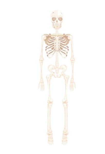 뼈로 된 몸통 앞 — 스톡 벡터