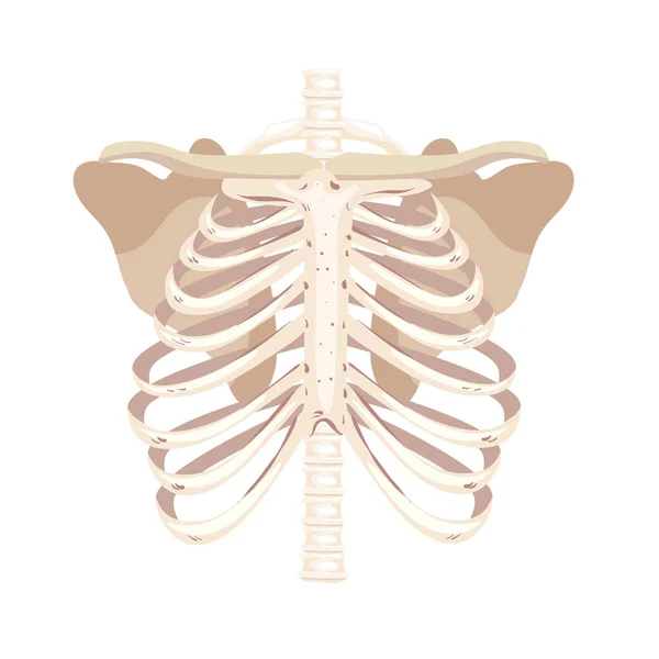 Skeleton human ribs — Stock Vector