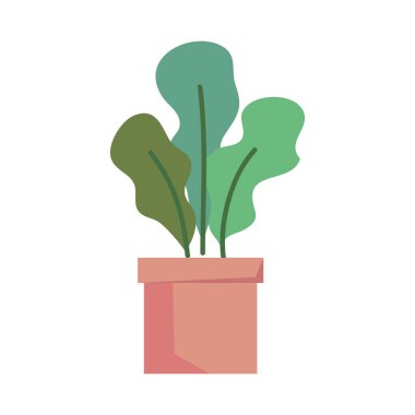 Seramik tencerede houseplant