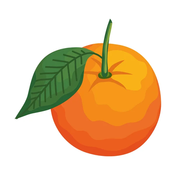 Naranja fruta fresca — Archivo Imágenes Vectoriales