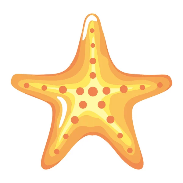 Étoile de mer tropicale — Image vectorielle