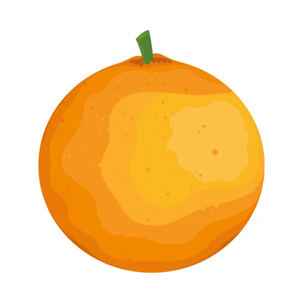 Sinaasappel vers fruit — Stockvector