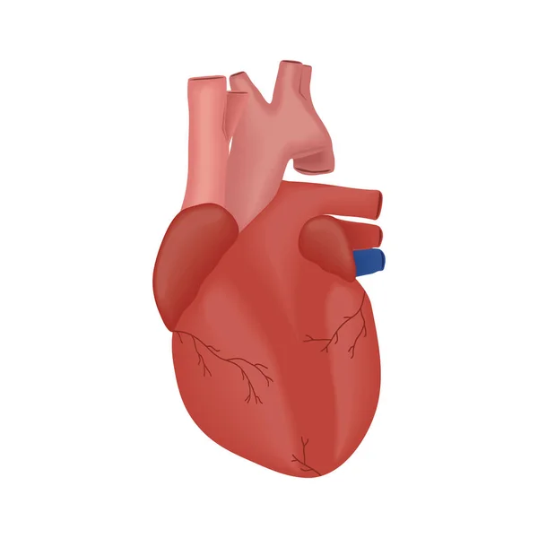 Coração parte do corpo humano — Vetor de Stock