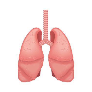 Akciğerler insan vücudu parçası