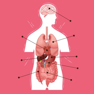 İnsan vücudunun iç kısmı