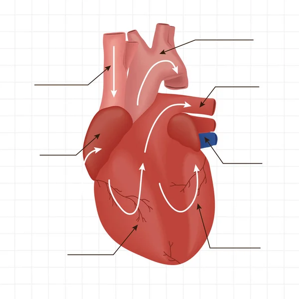 Realistisches menschliches Herz — Stockvektor