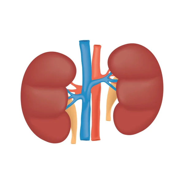 Nieren menselijk lichaamsdeel — Stockvector