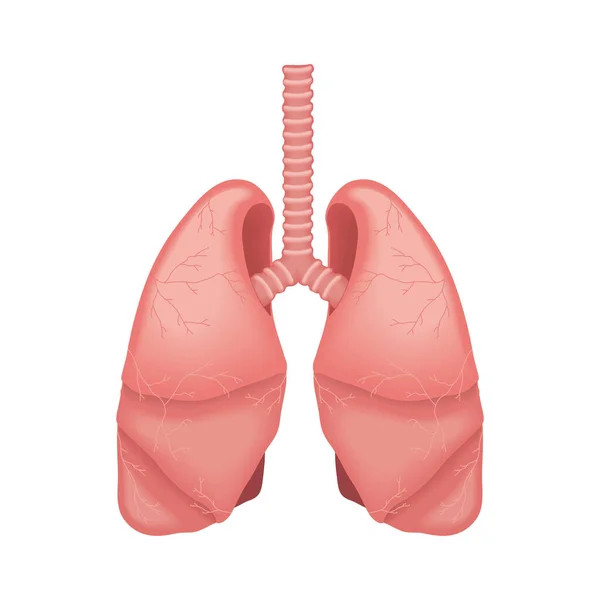 Pulmones parte del cuerpo humano — Archivo Imágenes Vectoriales