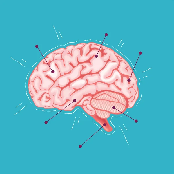 Cerebro humano realista — Vector de stock