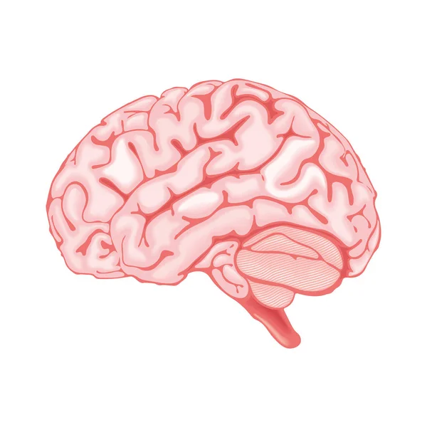 Cérebro parte do corpo humano — Vetor de Stock