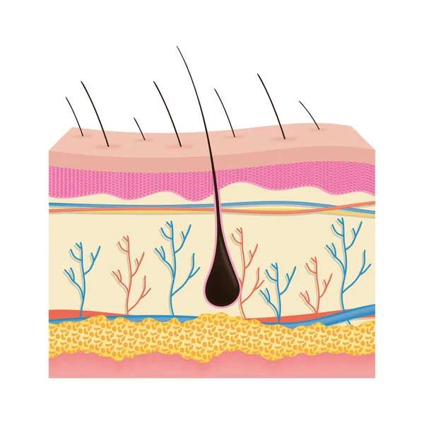 Cilt gerçekçi insan vücudu parçası — Stok Vektör