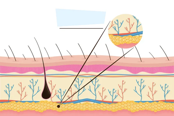 现实的人类皮肤 — 图库矢量图片