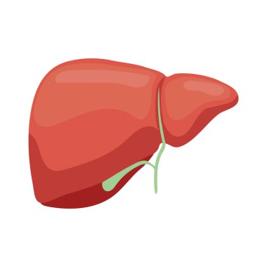 İnsan karaciğer organı