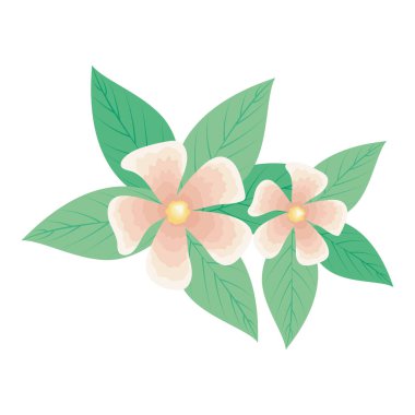 pembe çiçekler ve yapraklar