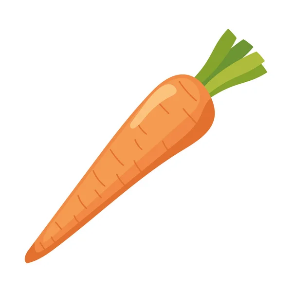 Cenoura fresca vegetal — Vetor de Stock