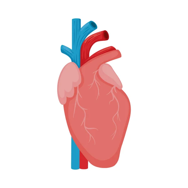 心臓の人間の器官 — ストックベクタ