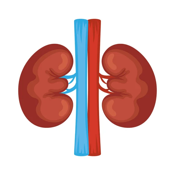 Menselijke nieren organen — Stockvector