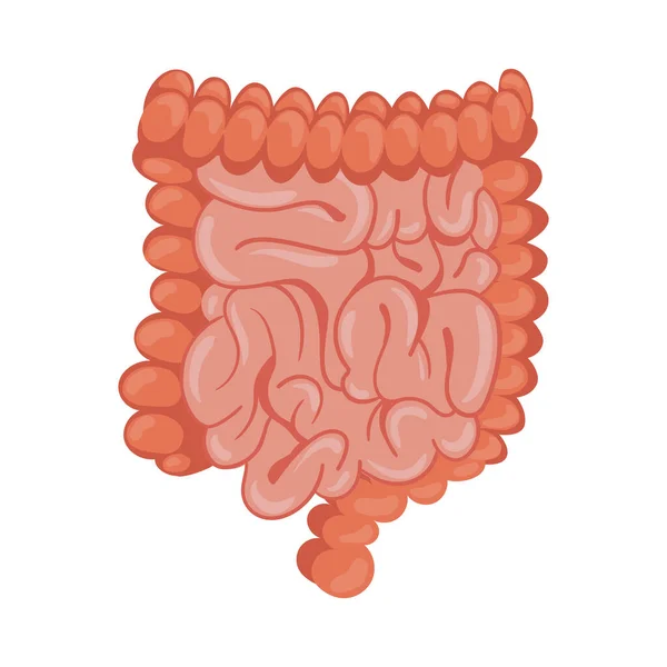 Organes humains intestinaux — Image vectorielle