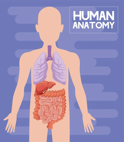 Letras de anatomía humana — Vector de stock