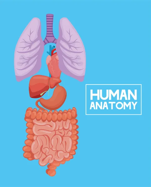 Lidské anatomické orgány — Stockový vektor