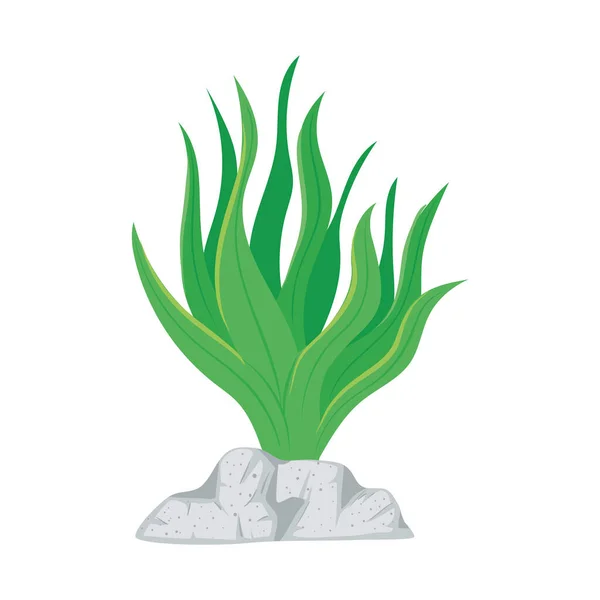 Yeşil yosun bitkileri — Stok Vektör