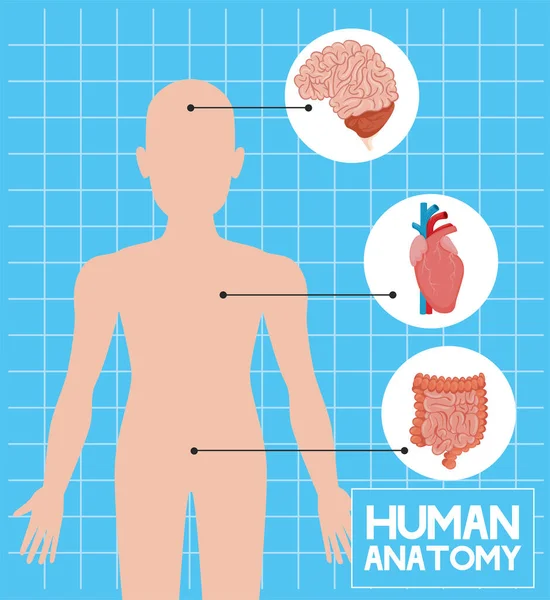 Человеческие органы и тело — стоковый вектор