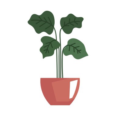 saksı bahçesinde bitki yetiştirme