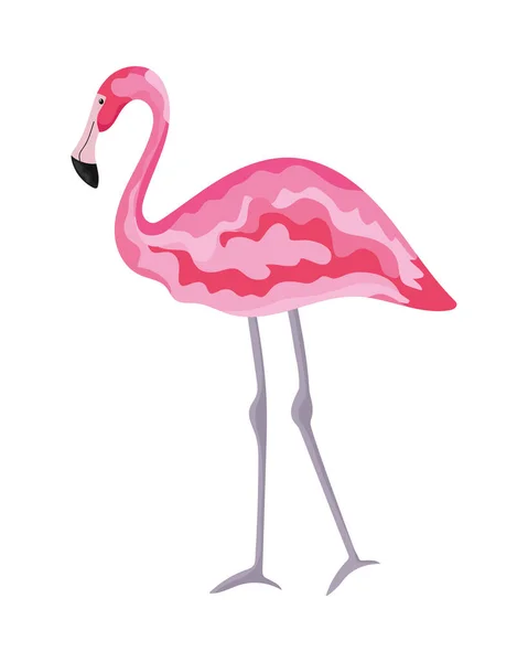 Egzotikus flamingó madár — Stock Vector