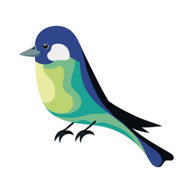 magpie exotic bird