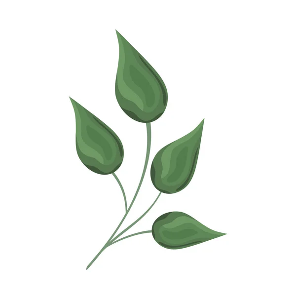 葉を持つ緑の枝 — ストックベクタ