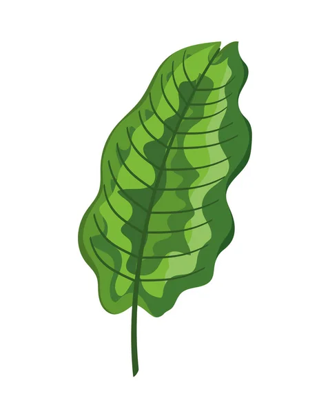 Tropisches grünes Blatt — Stockvektor