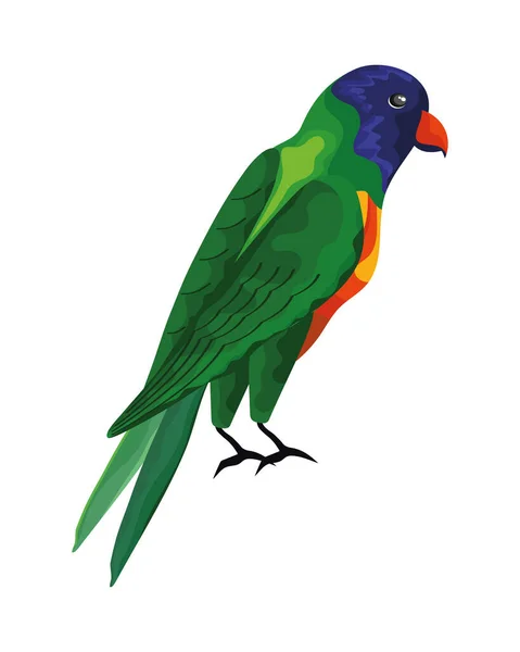 Papagei exotischer Vogel — Stockvektor