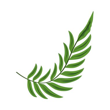 Yaprak palmiye bitkisi