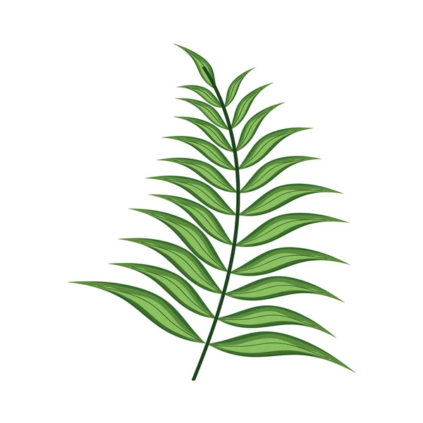 Groene bladpalm — Stockvector