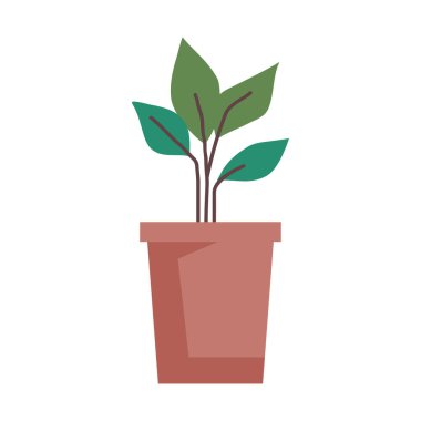 Seramik tencerede houseplant