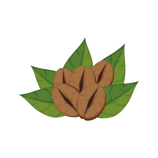 Кавові зерна і листя — стоковий вектор