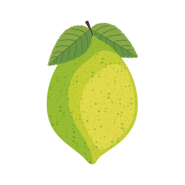 Limón cítrico fresco — Vector de stock