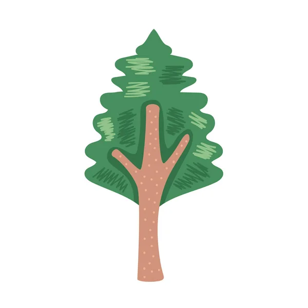 Pine coniferus tree — Image vectorielle