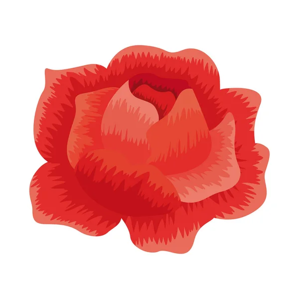 Rosa rossa fiore naturale — Vettoriale Stock