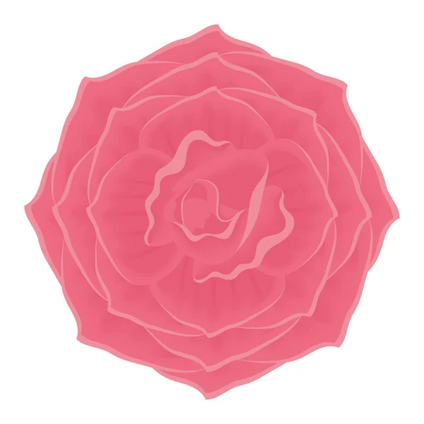 Vermelho rosa flor jardim —  Vetores de Stock
