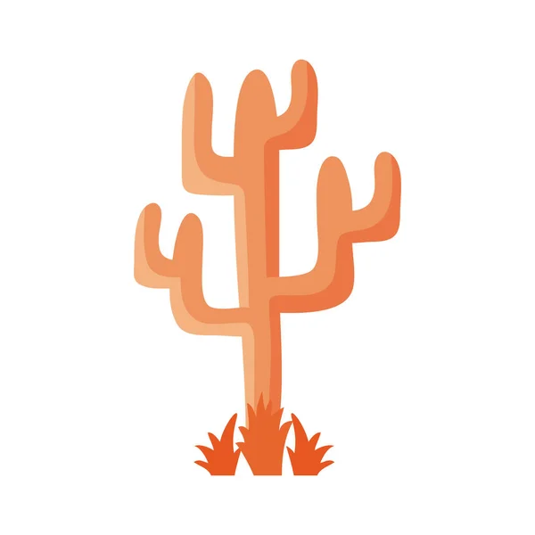 オレンジドライサボテン砂漠植物 — ストックベクタ