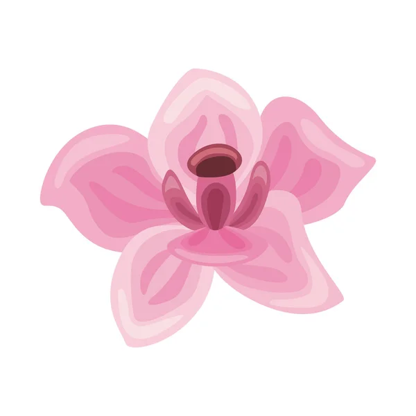 Růžová Exotické Květiny Příroda Ikona — Stockový vektor
