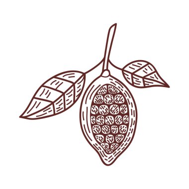 Kakao tohumu ve yaprak simgesi