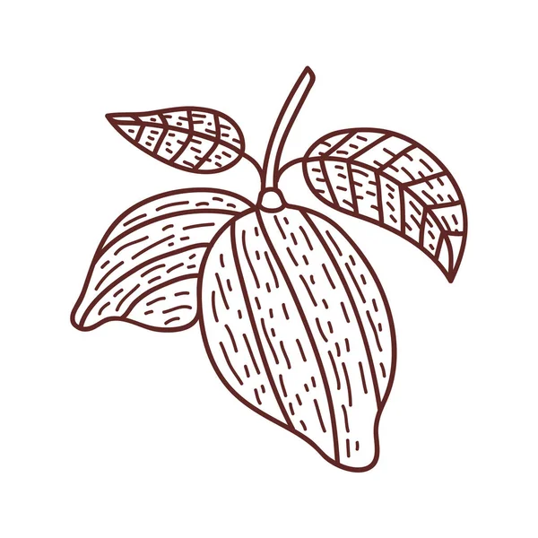 Cacao Plant Fruit Nature Icon — Stock vektor